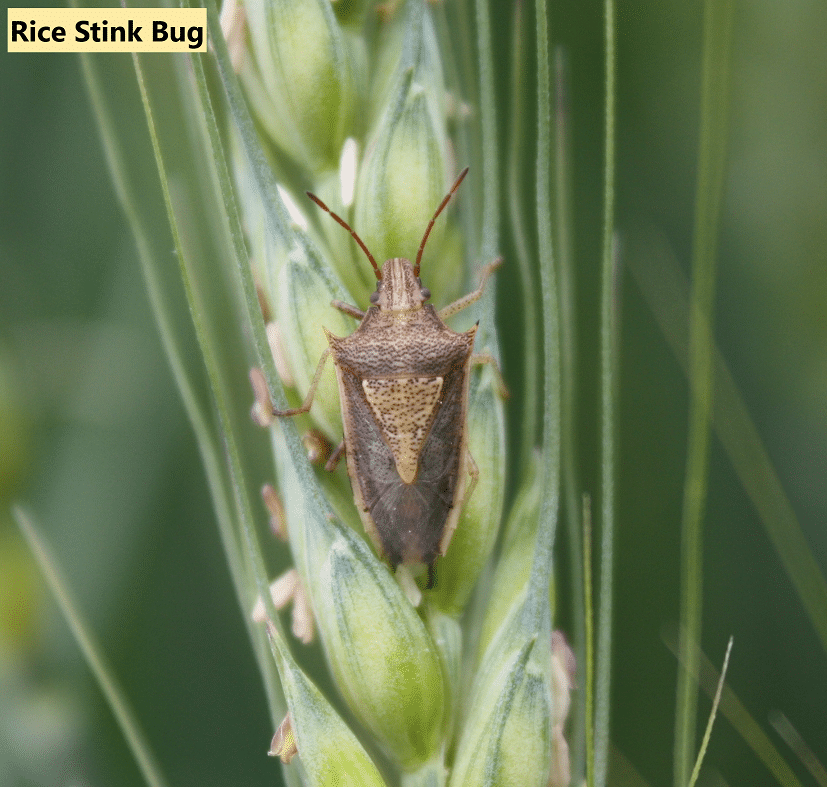 Rice Stink Bug 1 - UT Crops Pest Guides