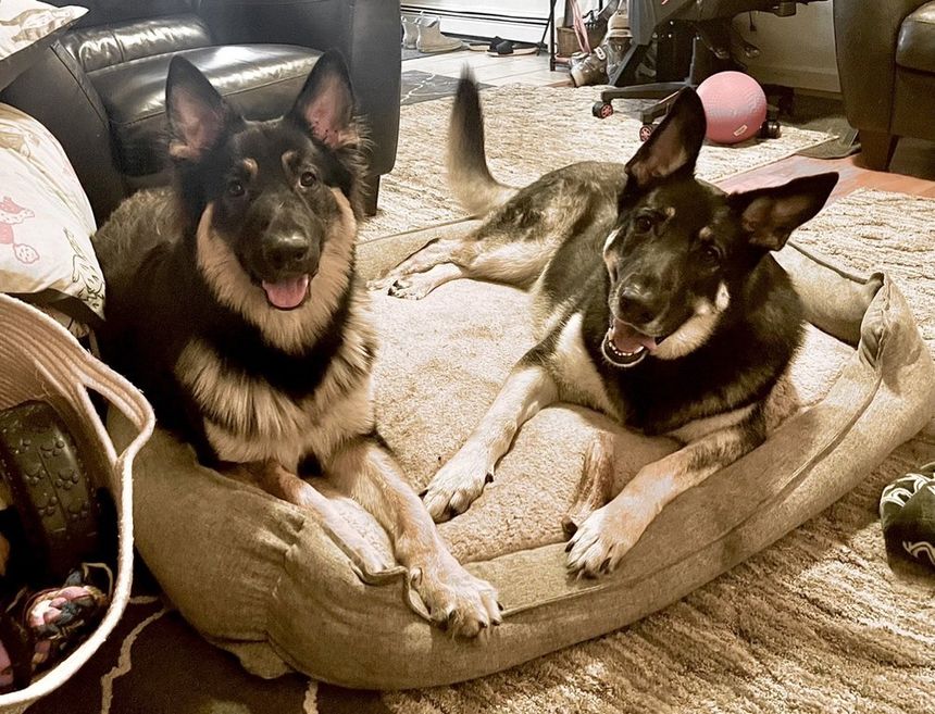 Atlas K9