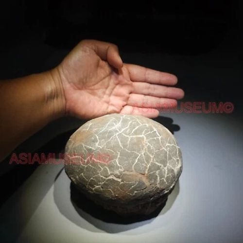 Dinosaur Egg Nest Dendrolithus Hadrosaur Duckbill Fossil Jurassic Park World GU3 - Image 1 of 4