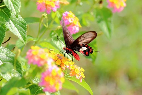 Butterfly in Nature on flower. Nature stock images, royalty-free photos and pictures
