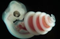 Snake embryos often coil in one direction. Now, we may know why - science.org