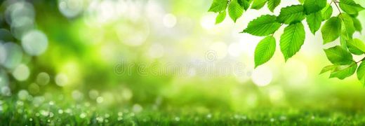 Green beech leaves on natural panoramic nature background with bokeh highlights. Nature stock images, royalty-free photos and pictures