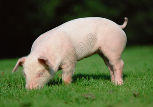 小猪草地一只猪高清图片