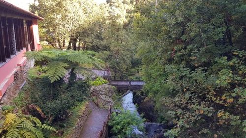 Levada forest walk through green woodland