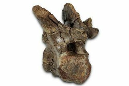Fossil Dinosaur (Thescelosaurus) Dorsal Vertebra - South Dakota #342165