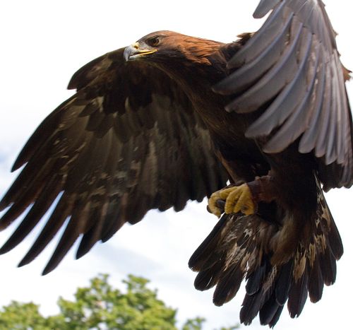 Dietary biology of the golden eagle - Wikipedia