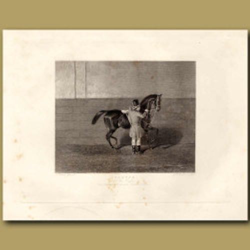 Tartar Saddle Horse