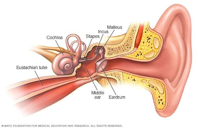 Dentro do seu ouvido