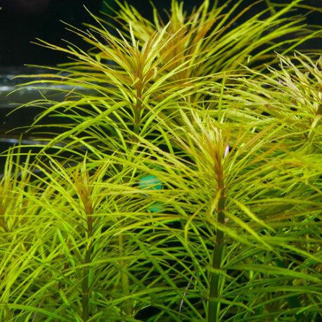 Pogostemon Stellata