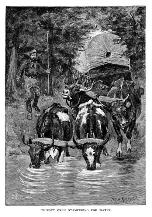 thirsty oxen stampeding for water - bullock cart stock illustrations