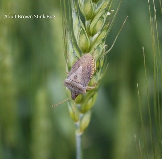 Brown Stink Bug Wheat adult - UT Crops Pest Guides