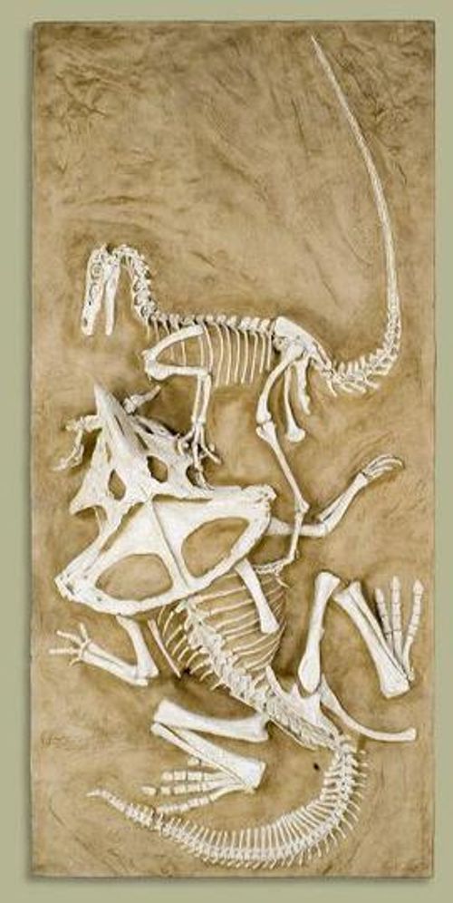 r/Naturewasmetal - “Fighting Dinosaurs” is a fossil depicting a velociraptor and a protoceratops in the midst of combat. The protoceratops has bitten into the velociraptor’s arm, while the predator is tearing into the protoceratops with its claws. They died and were fossilized still locked together.