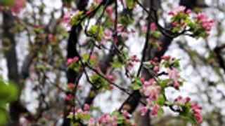 南京莫愁湖公园海棠花开