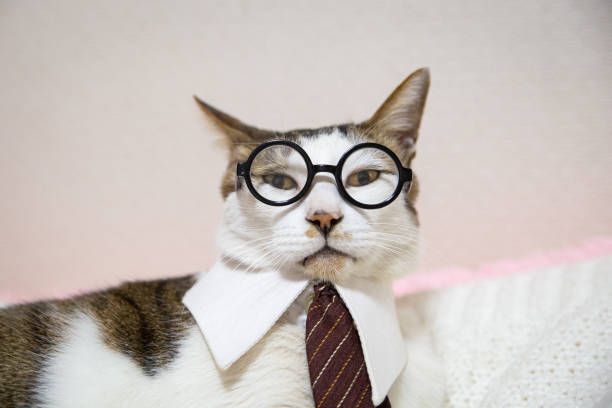cat with tie and glasses - funny cat with glasses photos et images de collection