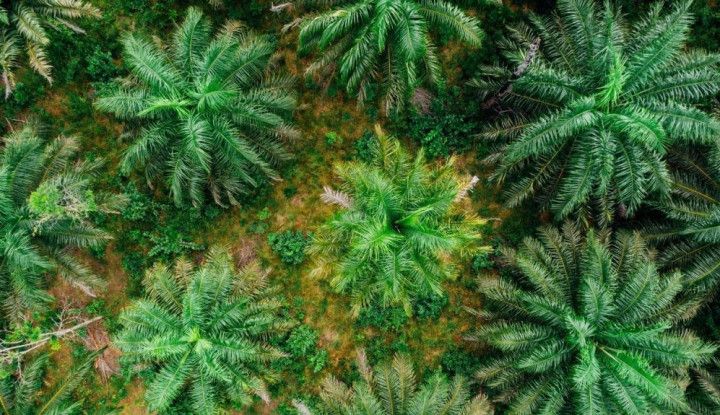 Sulawesi Selatan Berpeluang Jadi Pusat Pertumbuhan Industri Hilir Sawit di Timur RI