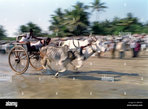 Bullock cart race at Alibagh Maharashtra near Mumbai India - Stock Image