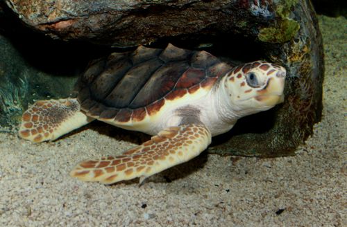 FlatBack Turtle