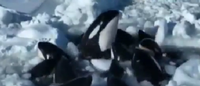 Video Shows Dozens Of Trapped Whales Attempt To Escape Drift Ice | The Daily Caller