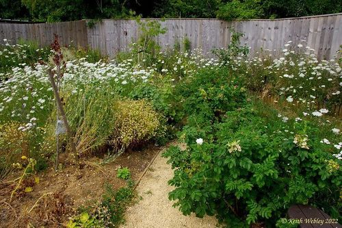 Mill Lane Community Gardens