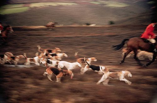 Pack of beagles follow the scent of a fox through the countryside on a Saturday afternoon. | Location: Paoli, Pennsylvania, USA.