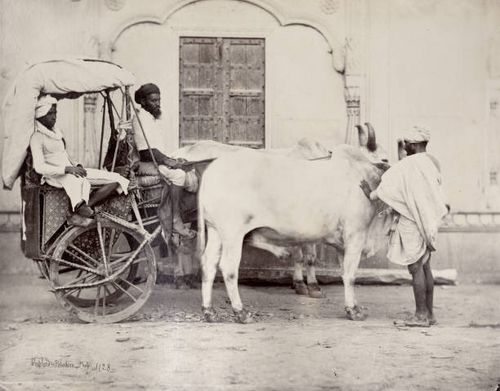 Indian bullock 'dandi' or carriage, There is no official date for this image. The partnership between Shepherd & Robertson lasted from about 1862-3,...