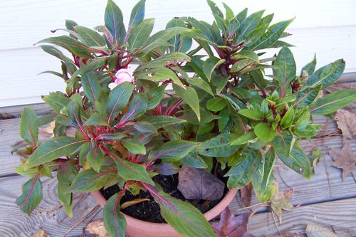 New Guinea impatiens with few flowers, after a bit of fall cold.