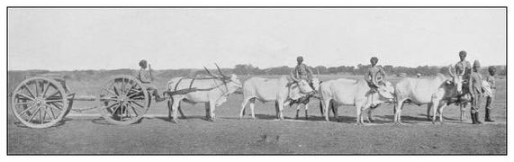 antique photograph of british navy and army: bullock cart in india - indian bullock cart stock illustrations
