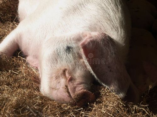 Pig sleeping. Sleeping pig stock images, royalty-free photos and pictures