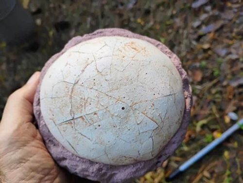 Fossil Dinosaur Egg - Fossil Hadrosaur Egg - Fossil Egg  - US Seller - Image 1 of 4