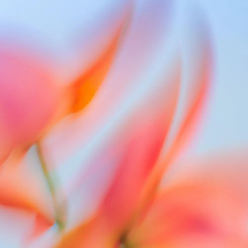 一幅柔和的抽象图像，橙色、粉色与红色的色调模糊交融，仿佛花瓣或花卉形状。色彩顺畅融合，在浅蓝色背景上营造出梦幻而空灵的氛围。