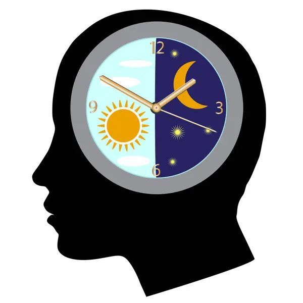 Ritmo Circadiano Ciclo Circadiano Reloj Biológico Circadiano Humano Ciclo Vigilia — Vector de stock