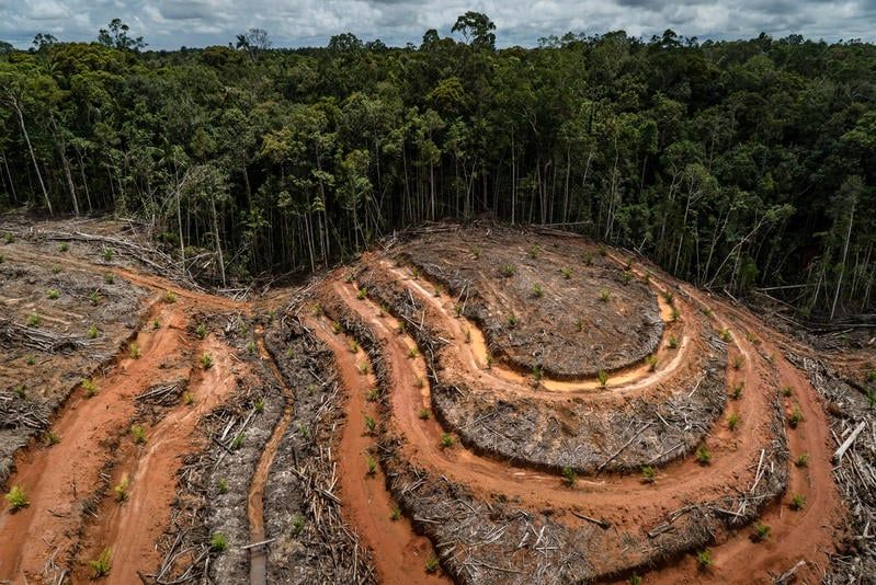 Causas de la deforestación en el mundo