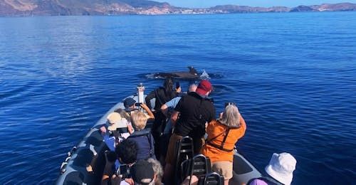 Boat on the water for whale and dolphin watching from Funchal