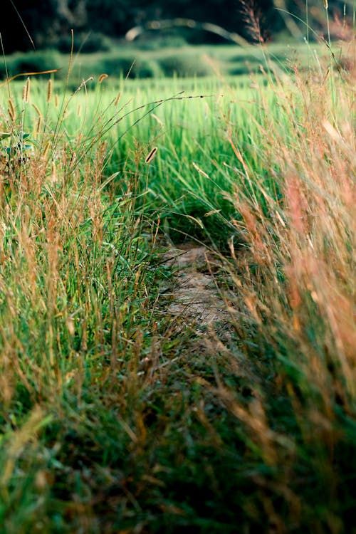 Free A narrow dirt path amidst tall green and brown grass, depicting a tranquil nature scene. Stock Photo