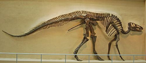Hadrosauridae_-_Edmontosaurus_annectens.JPG
