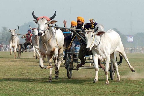 Indian villagers compete in a bullock cart race during the Kila Raipur Sports festival, also known as the Rural Olympics in Ludhiana, 03 February...