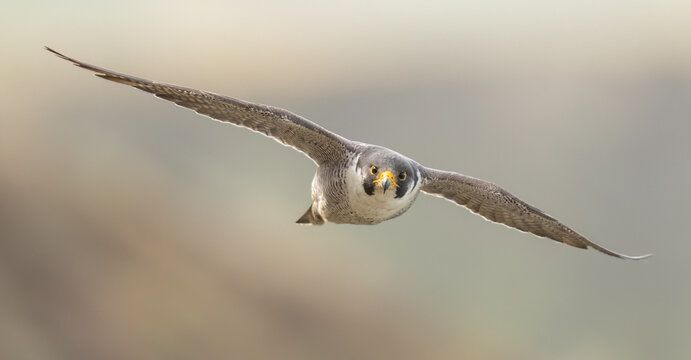 Peregrine+Falcon
