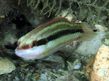 slippery dick 6