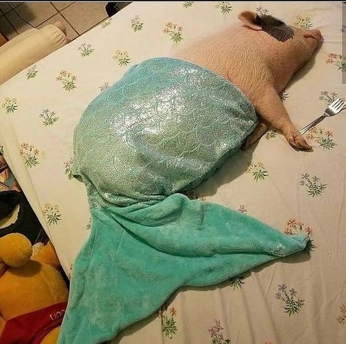 a small pig laying on top of a bed next to a stuffed animal and a fork