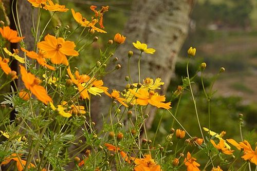 Correo_-_Cadillo_(Cosmos_sulphureus)_(15183920495).jpg