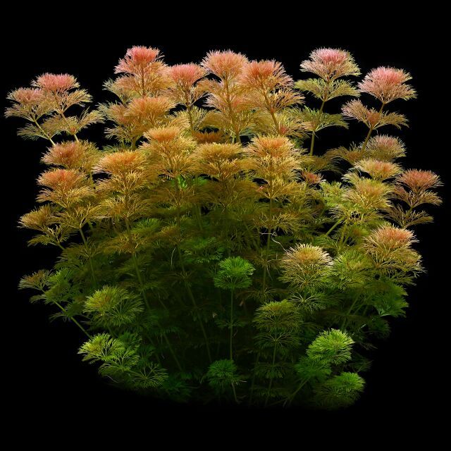 Ambulia es una planta de tallo delicado y frondoso que transforma tu acuario en un bosque subacuático. Sus hojas finas y verdes crean un refugio natural para peces y camarones, mientras oxigena el agua y ayuda a controlar algas. De crecimiento rápido y fácil adaptación, es perfecta para principiantes y expertos. Ideal para crear contraste y profundidad en acuarios plantados, aportando frescura y movimiento a cada rincón.