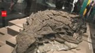 r/fossils - 110 Million Year Old Dinosaur Mummy Found With Skin Still Intact