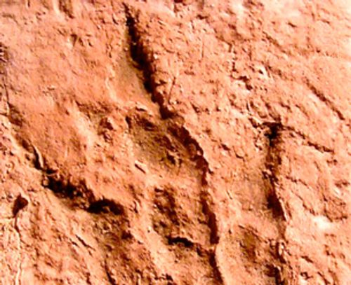 Early encounters with fossil footprints