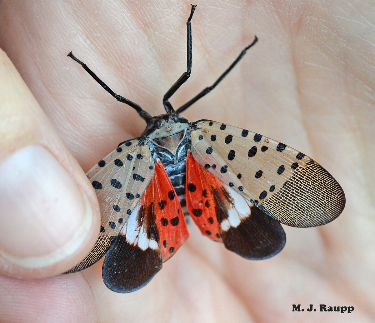 Help find the spotted lanternfly, Lycorma delicatula — Bug of the Week