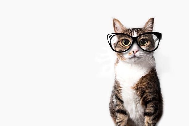 Domestic cat with eyeglasses. Domestic tabby cat with eyeglasses on a white background. cat glasses stock pictures, royalty-free photos & images