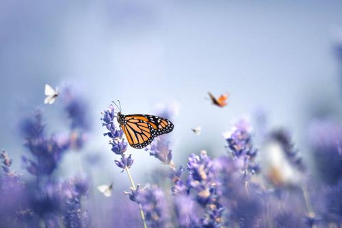 butterflies - beautiful nature stock pictures, royalty-free photos & images