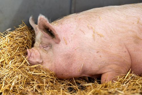 Let sleeping pigs lay. Sleeping pig stock images, royalty-free photos and pictures