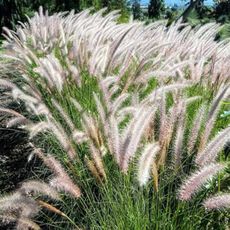 2 Fountain Grass Plants Live, Tall Ornamental Perennial Grass for Landscaping, 5-9 Inch Height Well Rooted to Grow (White Fountain Grass)