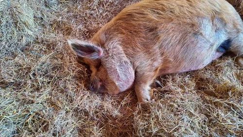 Cute brown pig sleeping peacefully in bed of straw. Close-up
