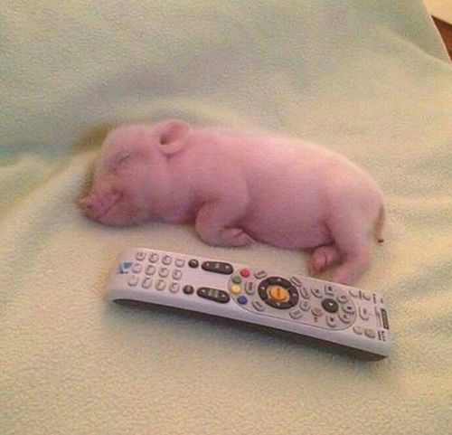 a baby pig is sleeping next to a remote control on a bed with white sheets
